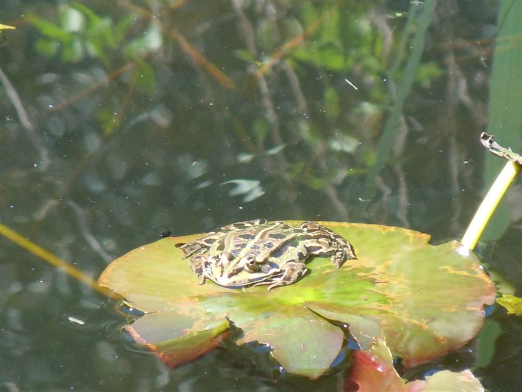 Da identificare - Pelophylax sp. (prov. Caserta)